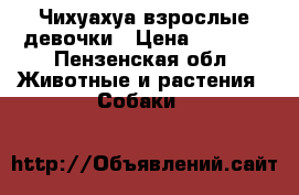 Чихуахуа взрослые девочки › Цена ­ 3 000 - Пензенская обл. Животные и растения » Собаки   